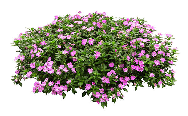 istock Tropical plant pink flower bush tree isolated on white background with clipping path. 2243882160