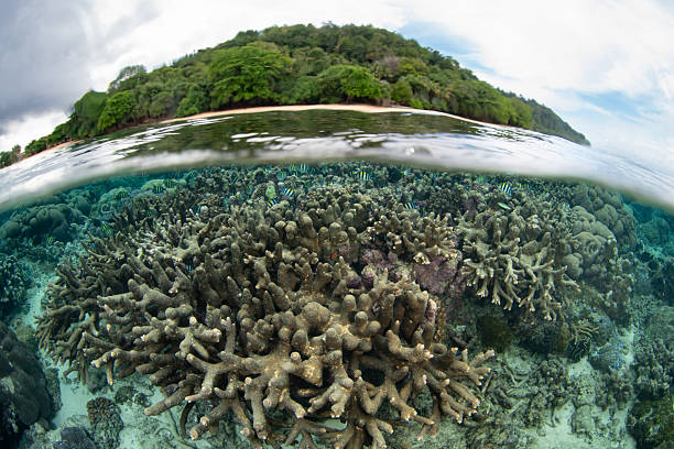 A beautiful coral reef fringes Banda Neira in the remote Spice Islands of Indonesia. This region harbors extraordinary marine biodiversity and is a popular destination for divers and snorkelers.