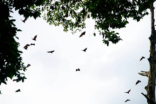 The flying fox (Pteropus spp.) glides through the sky with its expansive wings fully extended, revealing the intricate details of its translucent wing membranes as sunlight filters through. The bat's silhouette stands out against the white background, showcasing its impressive wingspan and sharp claws.