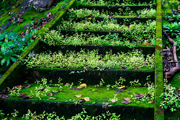 Close-up of overgrown steps covered in lush moss and small plants, creating a serene and vibrant natural scene. Perfect for nature themes.