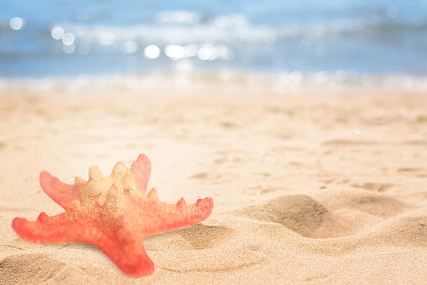 Starfish on sandy beach near sea, space for text