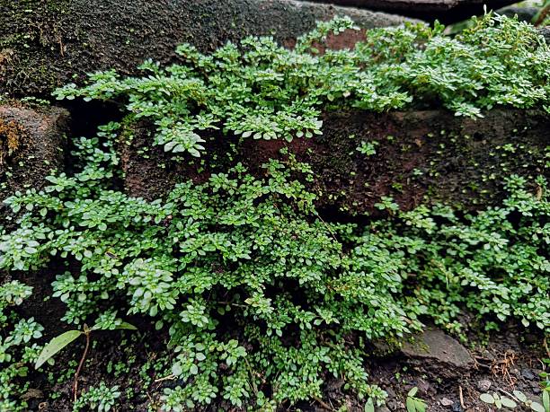 Pilea microphylla, also known as katumpangan
