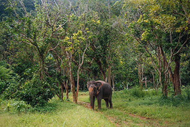 istock Asian Elephant Walking in Forest at Elephant Sanctuary, Phuket 2243885862