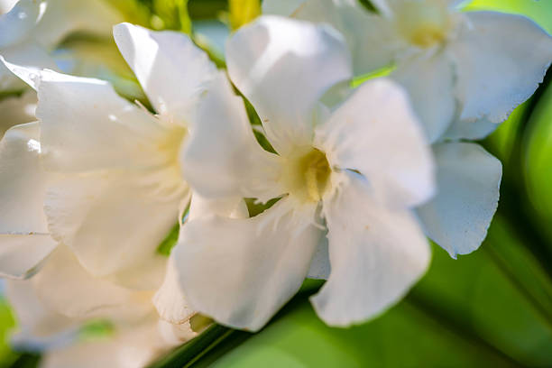 A flowering plants in Tucson, Arizona in Tucson, Arizona, United States