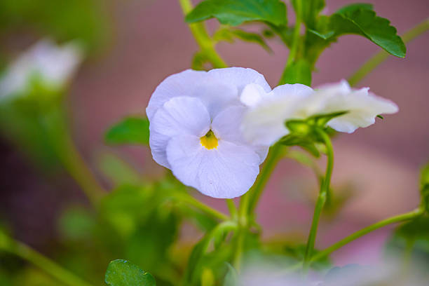 Beautiful wildflowers with blur background