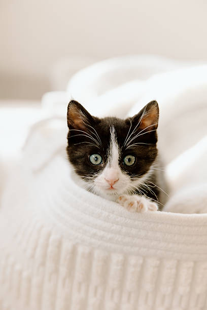 Black and white kitten peeking from a  white basket in Boise, Idaho, United States