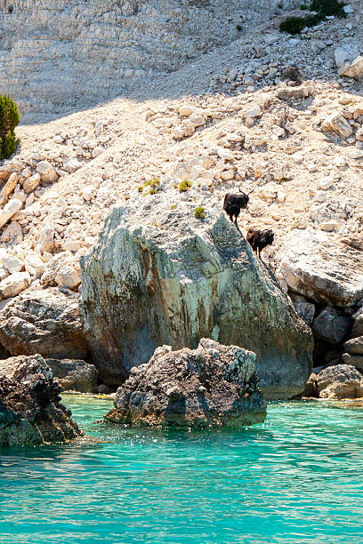 istock wild goats in rocks at the sea 2243886733