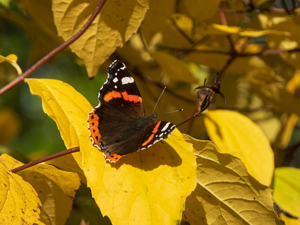 Red Admiral Butterfly Resting on Vivid Yellow Leaf in Prague, Prague, Czechia