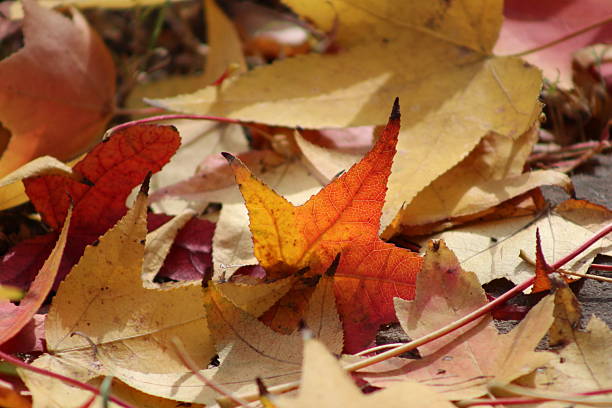 istock Nature Argentina, San Isidro 11 2243887539
