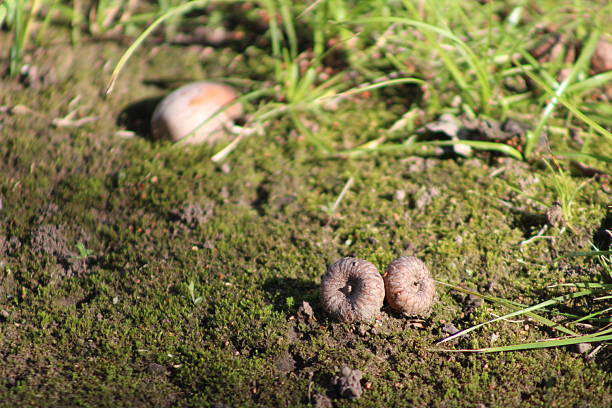 These photos were taken naturally and casually, during a morning walk. There are a variety of elements, textures, insects, colors, and animals. They are all part of a whole that lives in San Isidro.Estas fotos son tomadas en forma natural y casual, en el paseo matutino. Hay variedad de elementos, texturas, insectos, colores y animales. Todos forman parte de un todo que vive en San Isidro.