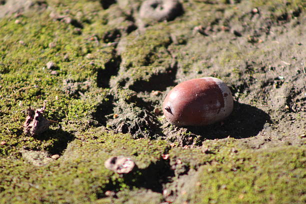 These photos were taken naturally and casually, during a morning walk. There are a variety of elements, textures, insects, colors, and animals. They are all part of a whole that lives in San Isidro.Estas fotos son tomadas en forma natural y casual, en el paseo matutino. Hay variedad de elementos, texturas, insectos, colores y animales. Todos forman parte de un todo que vive en San Isidro.