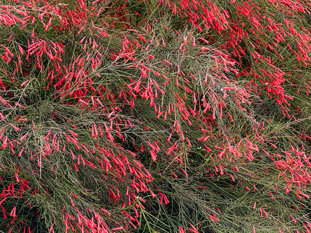 istock A bush with red flowers is in full bloom 2243888474