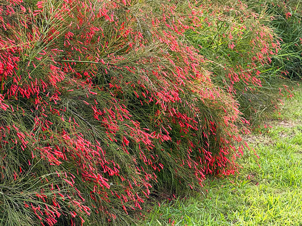 istock A bush with red flowers is in a grassy area 2243888480