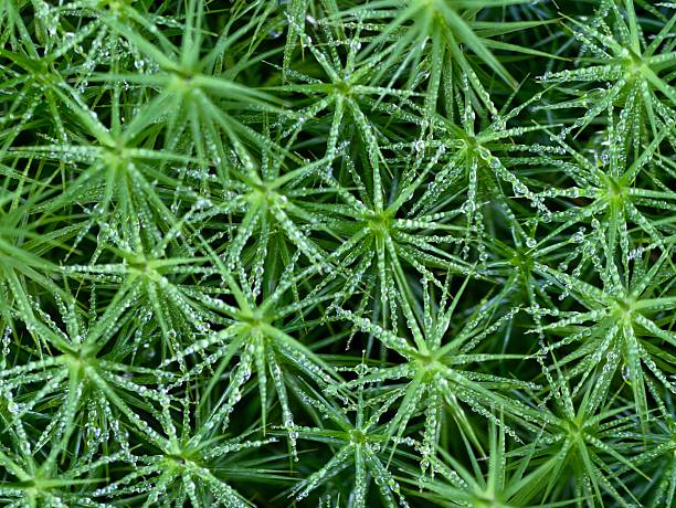 istock bright emerald moss displaying dew droplets and intricate leaf textures suitable for various 2243888945