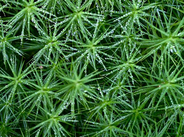 rich green moss patterns establish natural environment inspired by landscape restoration themes