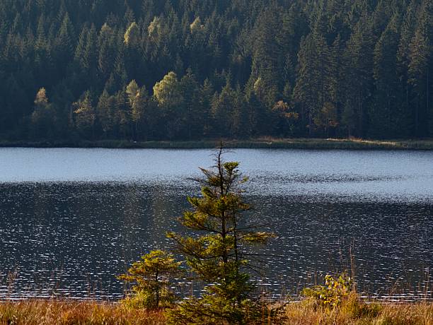 standing resilient tree near dark water, solitary young conifer amidst gloomy lakeside landscape