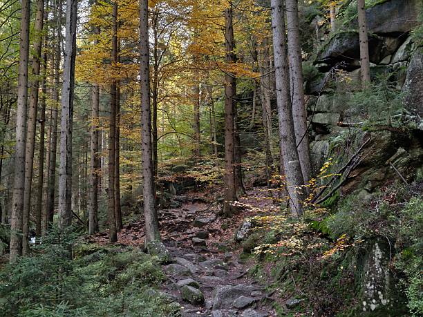 golden trees on forest trail, peaceful autumn hike through leafcovered paths and sunlight filtering