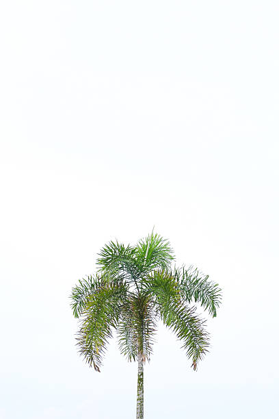 Single Palm Tree Standing Tall Under Bright Sky, Tropical Nature, Travel, Vacation Scene