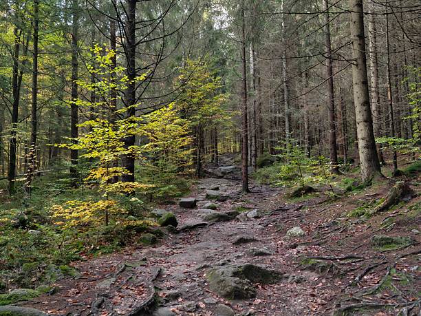 challenging forest hike, winding trail among towering pines, uncertain path through mosscovered