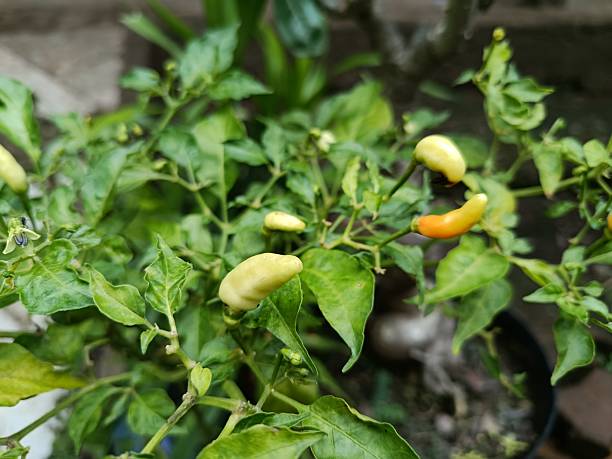 istock The cayenne pepper ( Capsicum frutescens ) is a member of the genus Capsicum whose fruit grows upright and faces upwards. The fruit is green or white when young and turns dark red when ripe. 2243891955