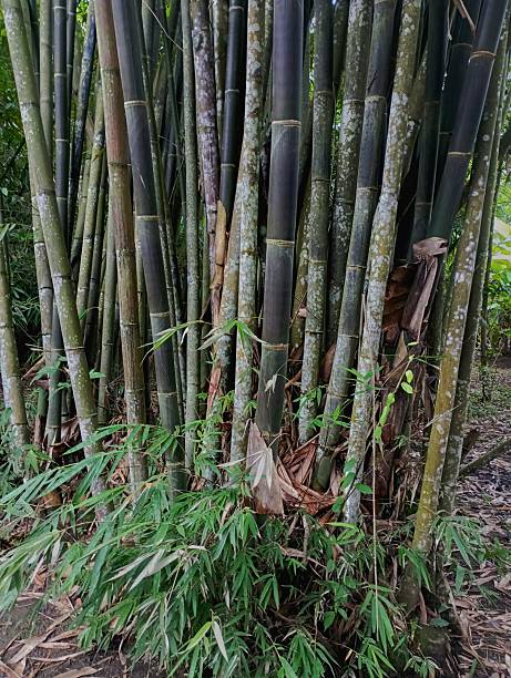 istock Dense Clump of Tall Bamboo Stalks in a Tropical Forest 2243894891