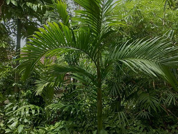 istock Young Palm Tree in a Dense, Lush Tropical Garden or Forest 2243894937