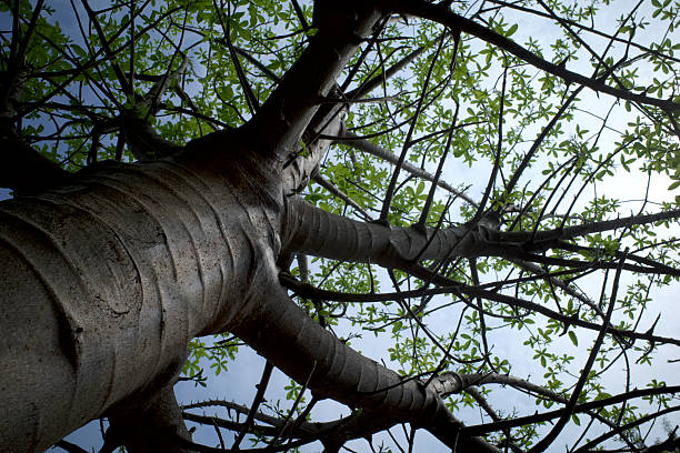 Baobab Africa tree, Adansonia digitata tree trunk and green leaves with blue sky background.