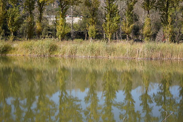 A peaceful lake with clear water reflecting trees and grasses around, creating a serene natural scene.
