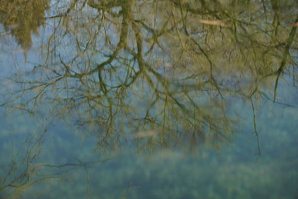 istock Reflection of bare tree branches in clear water showing natural scenery 2243895514