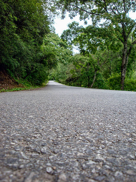 istock A peaceful road surrounded by lush green trees in nature 2243895515
