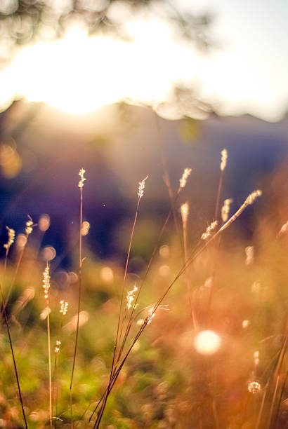 Sunlit grass in the field under soft sunlight, creating a serene and natural outdoor scene.