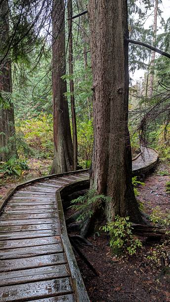 istock Wet Wooden Boardwalk Winding Through Lush Forest After Rain 2243896991