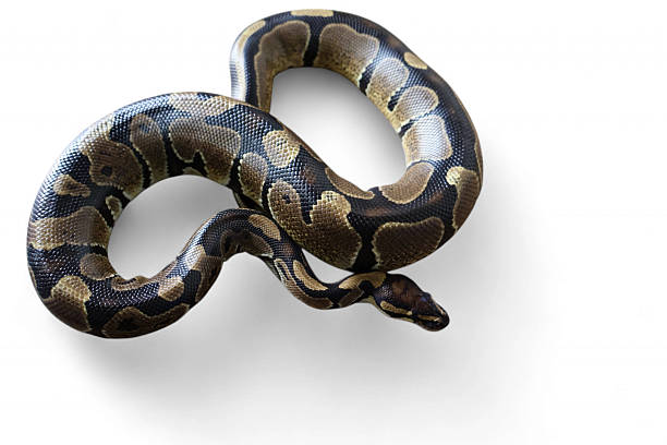 A Ball Python Coiling 380+ Ball Python Coiled Up Stock Photos, Pictures & Royalty-Free Images ...