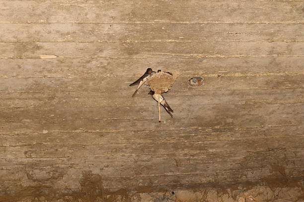 Swallow flying over a lake at Gosforth Park Nature Reserve