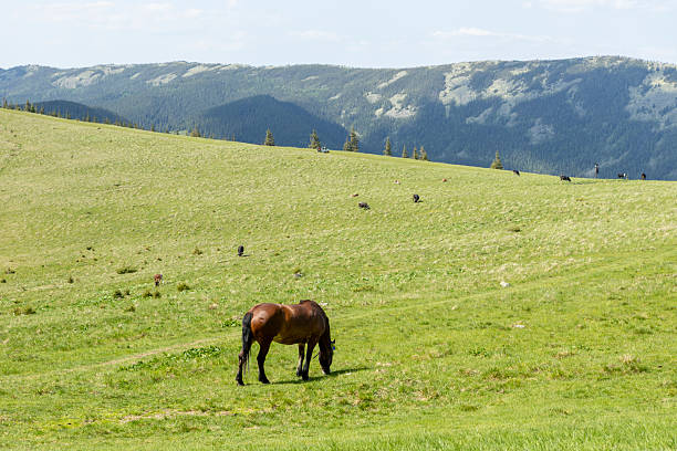 The grass is alsways greener on the other side, grazing horse eating through a fence