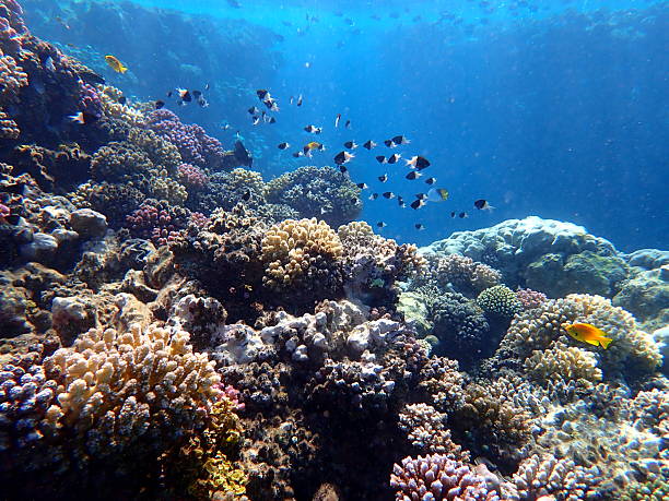 istock red sea snorkeling 2243901739