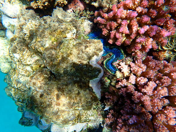 Maxima clam or small giant clam (Tridacna maxima) undersea, Red Sea, Egypt, Sharm El Sheikh, Montazah Bay
