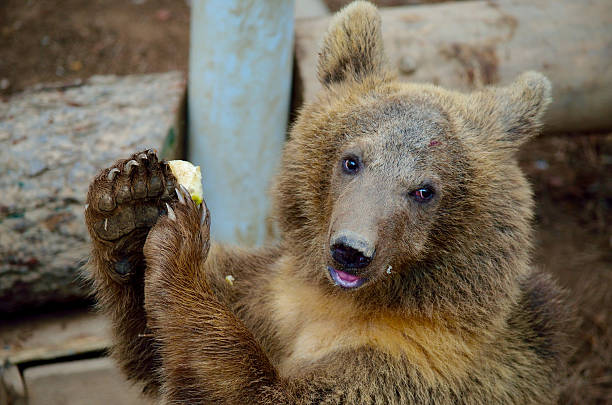 istock A young brown bear eating food while sitting on the ground. 2243902126