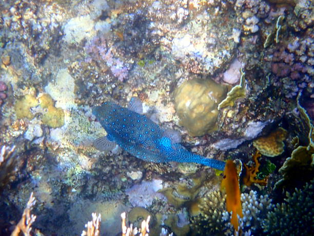 colorful red sea coral reef
