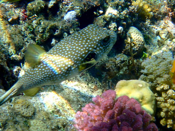 colorful red sea coral reef
