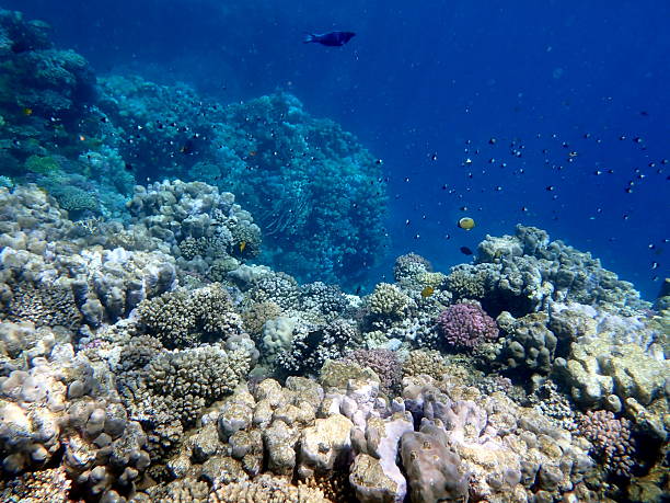istock red sea snorkeling 2243903350