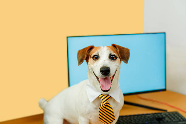 istock Cute jack russell terrier dog wearing a tie and standing on a desk with a computer with a happy face. 2243904108