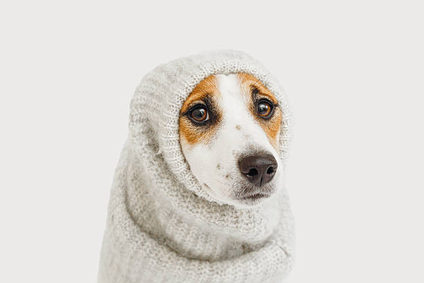Jack Russell Terrier dog standing on snow