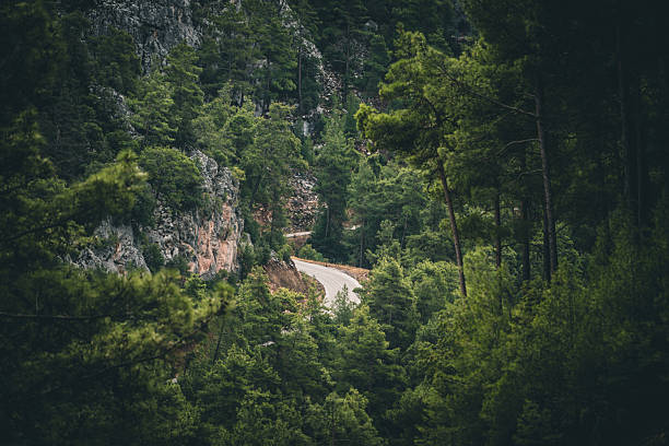 A winding road cutting through dense pine forest in the mountains