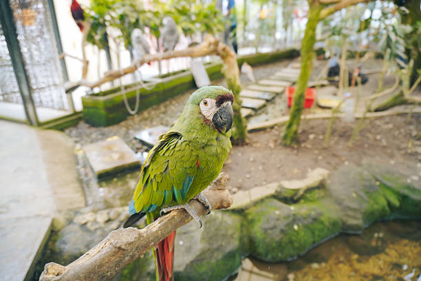 Green Parrot Perched on a Branch at Aviary Zoo