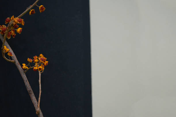 Orange-red fruit branches set against a black and white wall——Super Eye-Catching