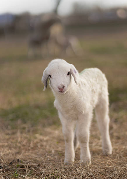 Cut out of young sheep isolated on white background looking at camera. No people. Copy space