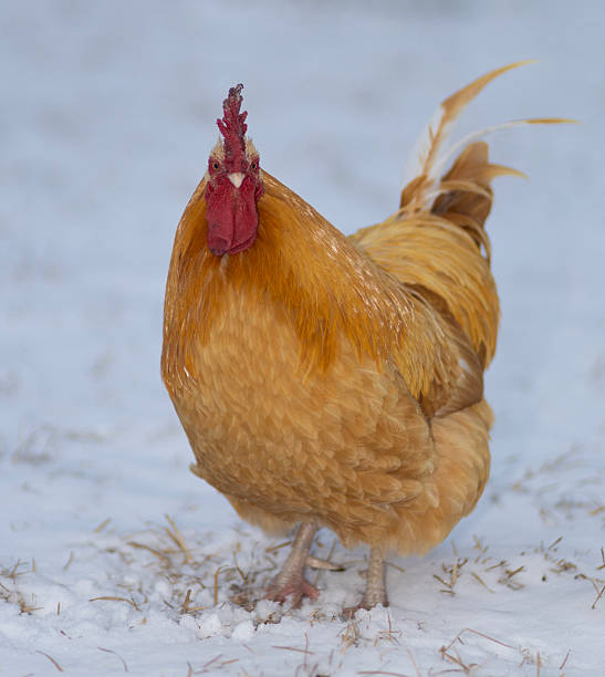 istock Buff Orpington rooster on the snow looking angry at the camera 2243908852