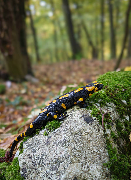 Rustic natural stone wall. A wall lizard (Podarcis muralis) climbs vertically up it.