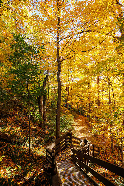 A high-angle HDR view looking down a wooden staircase onto a sunlit forest trail, surrounded by vibrant golden and yellow autumn foliage. Evokes a feeling of hiking and seasonal change.